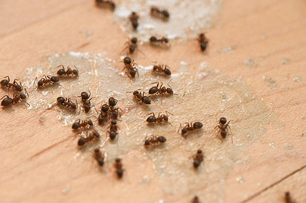  Brookville, OH Pest Control Pros