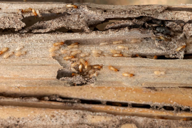 Best Pest Control Near Me in Brookville, OH
